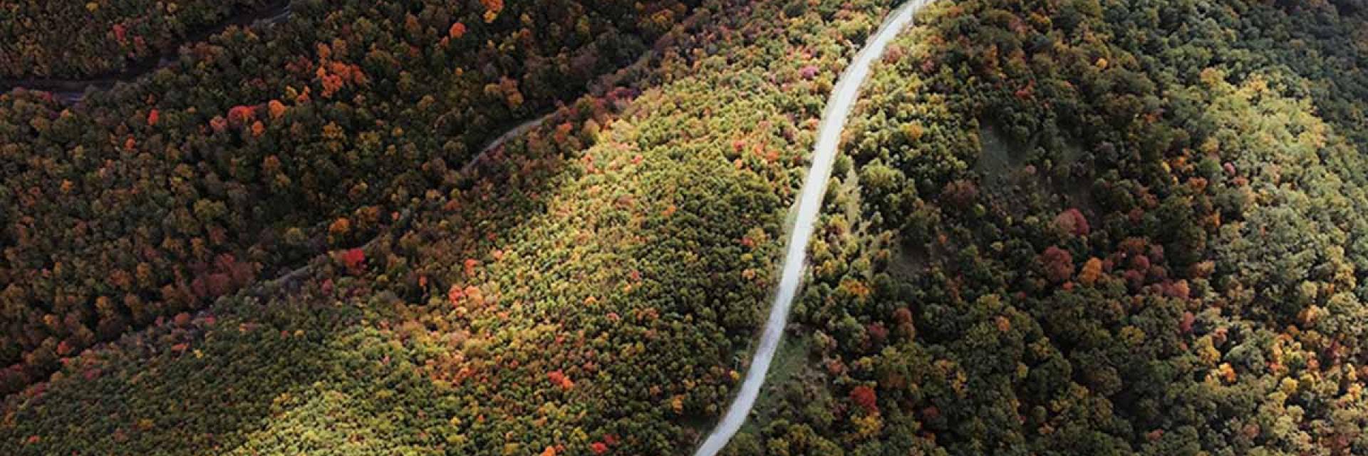 Aerial view of a thick green forest © B/Unsplash