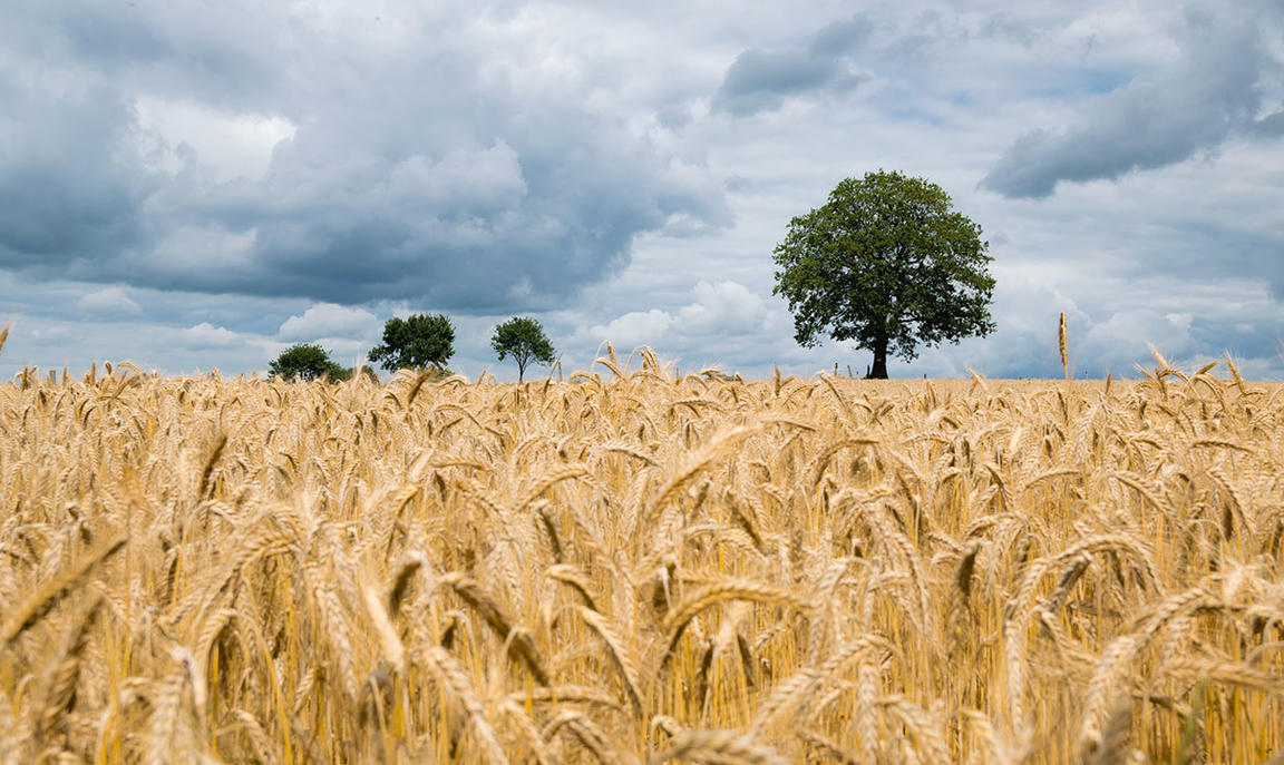 Image of wheat fields 