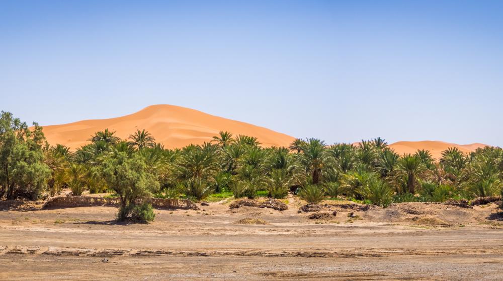 Oasis in the Sahara desert. Copyright: Envato Elements