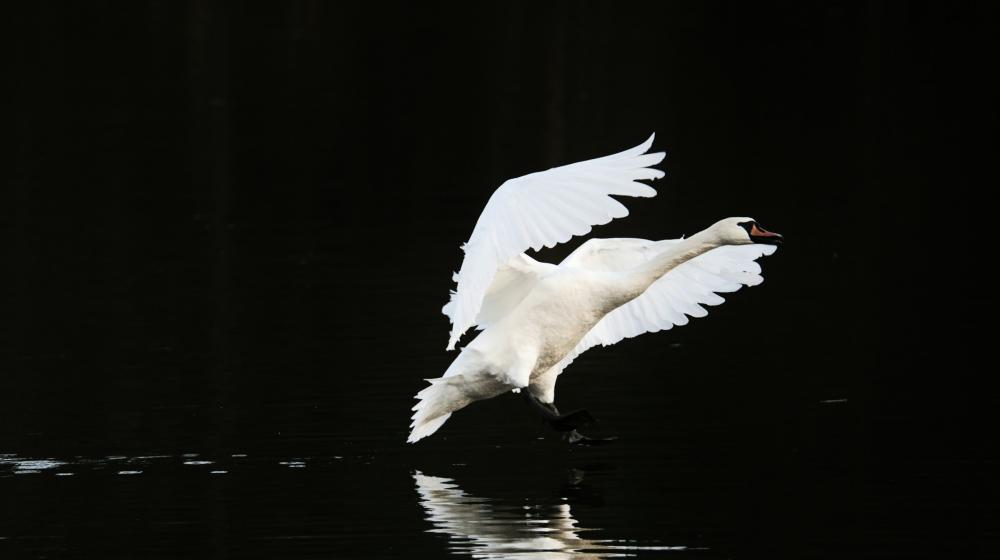 Swan flying over black background. Credit photo: Unsplash
