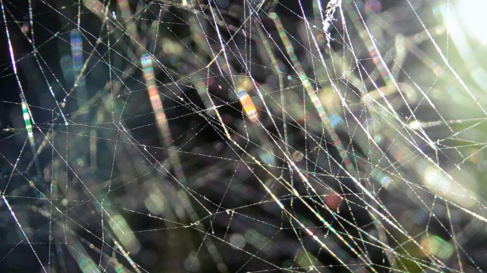 Abstract image of a web - © Unsplash