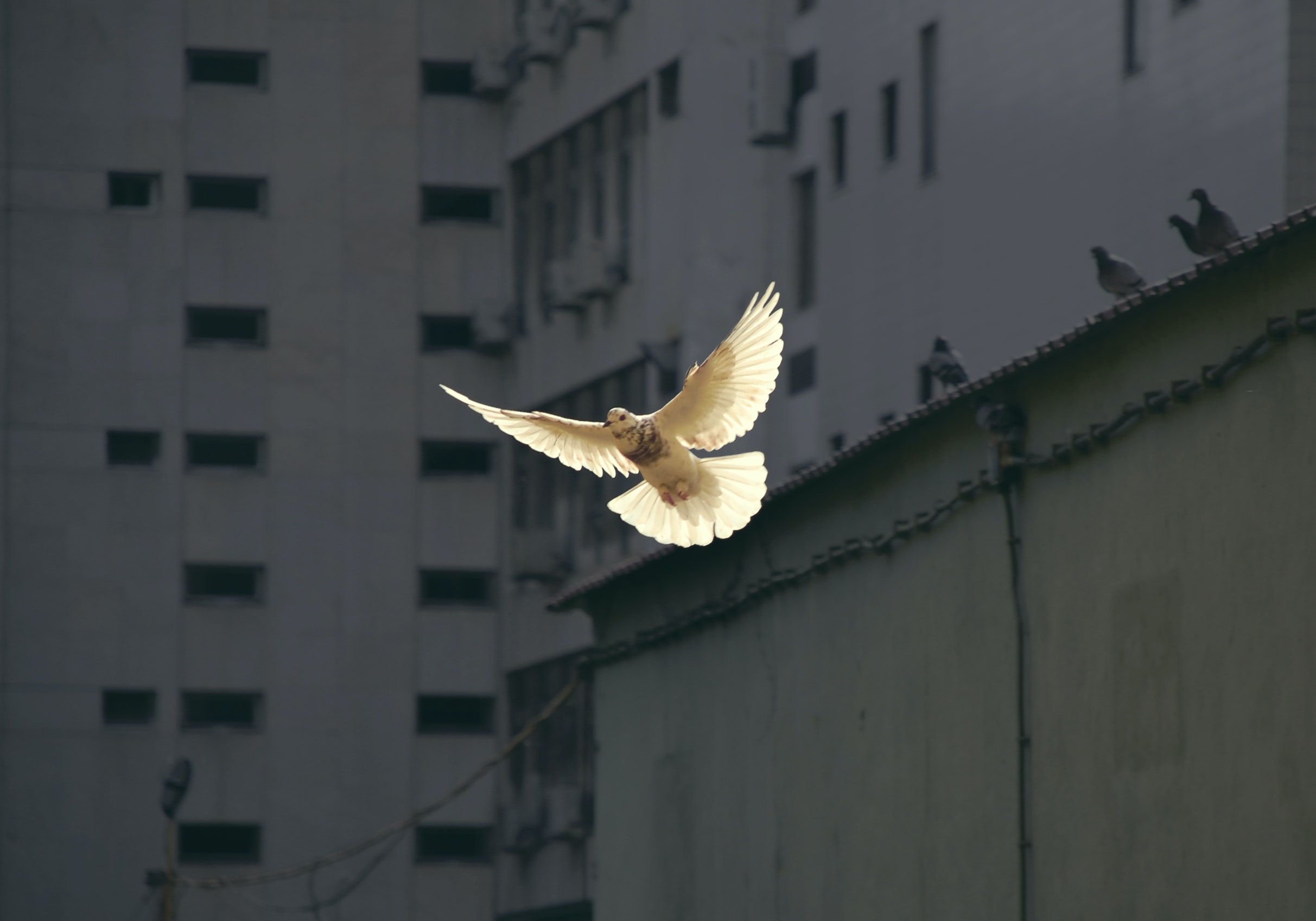 Dove flying over buildings - Photo by Sunyu on Unsplash
